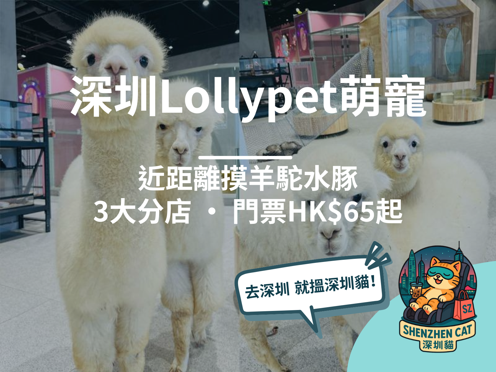 【深圳lollypet萌寵樂園2026】親子近距離接觸小動物！各分店玩樂攻略，附門票交通預訂